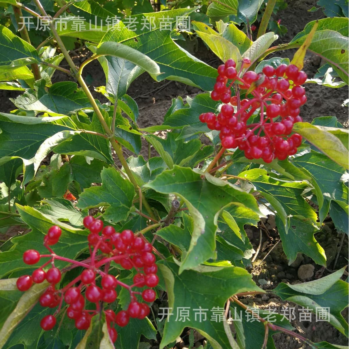 Northeast Liaoning Supply: Viburnum Sargentii, Tianmu Qionghua Shrubs - Ornamental landscaping species, volume discounts.