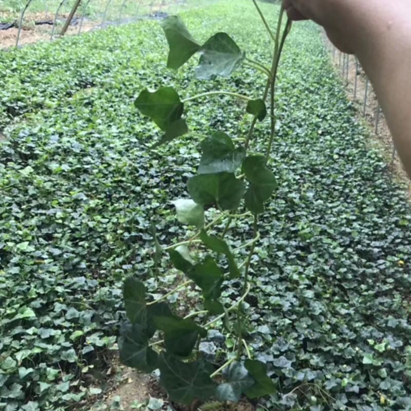 Wholesale landscaping seedlings, ivy seedlings, and evergreen vines