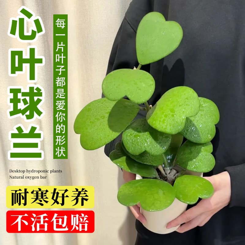 Small Office Desktop Greenery Succulent Orchid Valentine's Day Gift Living Room Plant Leaf Ball Workstation Potted Plant