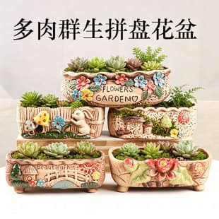 Factory Direct Succulent Pottery Planter Large Size Free Shipping Clearance Sale Simple Creative Succulent Tray Set