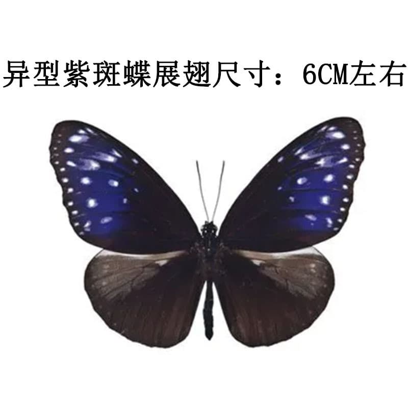 Wholesale Cross-border Real Butterfly Specimens Original Citrus Swallowtail, Elegant Gray Butterfly Insect Specimens Beetle Children's Science Education Handicraft