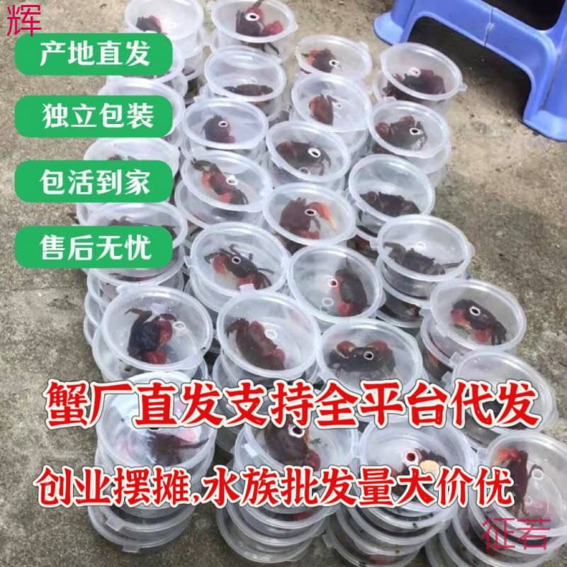 Fiddler Crab, Chili Crab, Guardian Crab, retail display ornamental crab, small pet crab, wholesale crabs
