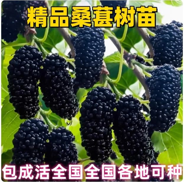 Mulberry saplings, raspberry seedlings, mulberry seedlings for ground planting or potted cultivation, silkworm rearing, four-season fruit trees suitable for northern and southern planting, mulberry tree saplings