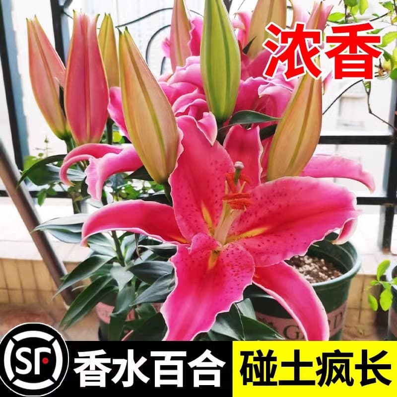 Wholesale fragrant lily bulbs with buds, blooming year-round, easy to grow, extra-large bulbs, fresh-cut lily seeds.
