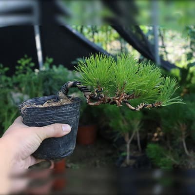 Black Pine Bonsai Real Pine Bonsai Shaped Pine Tree Seedling Welcome Pine Bonsai Real Tree Black Pine Seedling Podocarpus