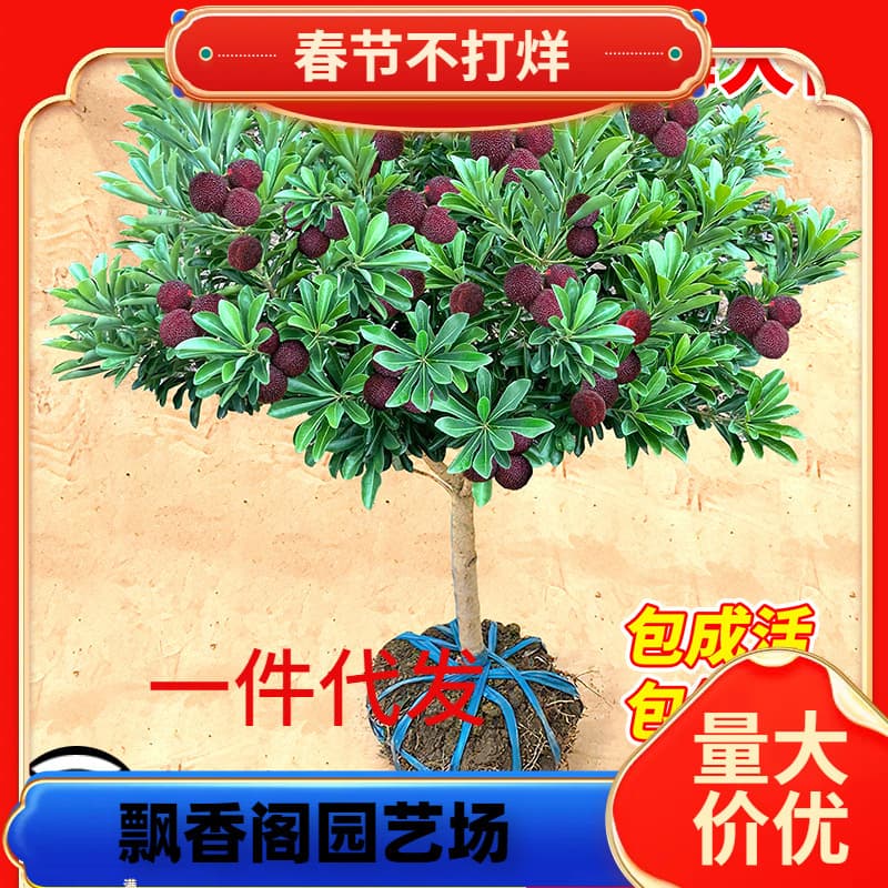 Dongkui bayberry seedlings, authentic grafted black charcoal bayberry seedlings, suitable for planting in both northern and southern regions, and can also be grown in pots. Bearing fruit in the same year.