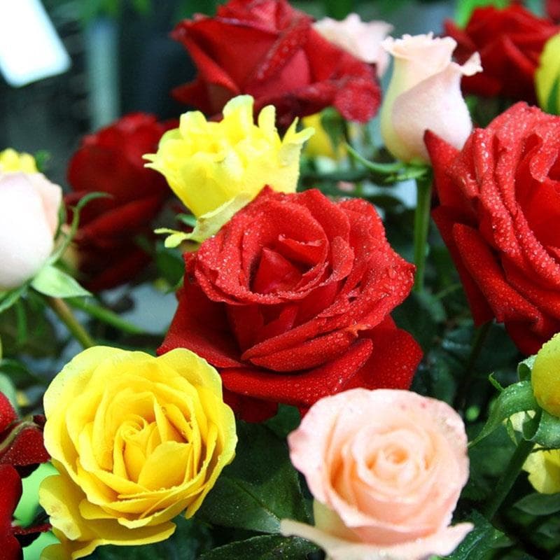Mixed Rose Seeds for Cross-Border E-commerce: Red Rose, Multiflora Rose, Rainbow Rose Seeds, Gardening Plants, Flower Seeds