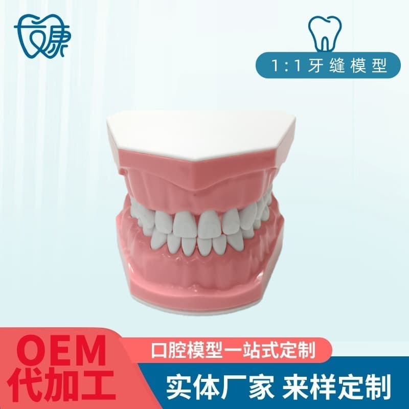 Dental Teeth Model False Teeth Model Dental Model Mold Kindergarten Teaching Brushing Model Oral Cavity False Teeth Cross-border