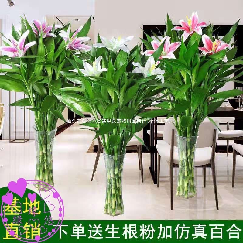 Lucky Bamboo with Simulated Lily Flowers Lucky Bamboo Guanyin Bamboo Fortune Bamboo Hydroponic Plants Absorb Formaldehyde Office Living Room Pet