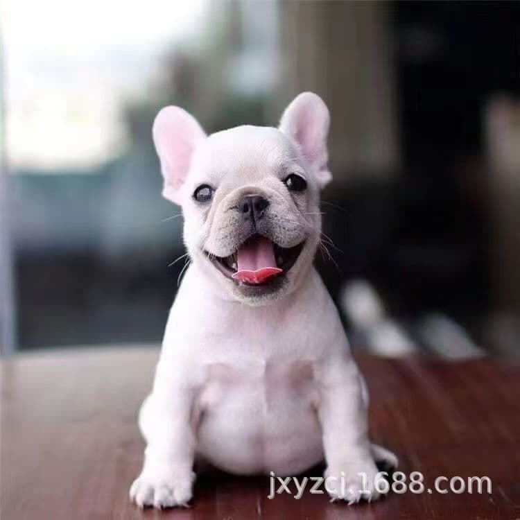 Purebred French Bulldog Pet Live Dog Small Companion Dog Puppy Live Dog Bulldog Wholesale