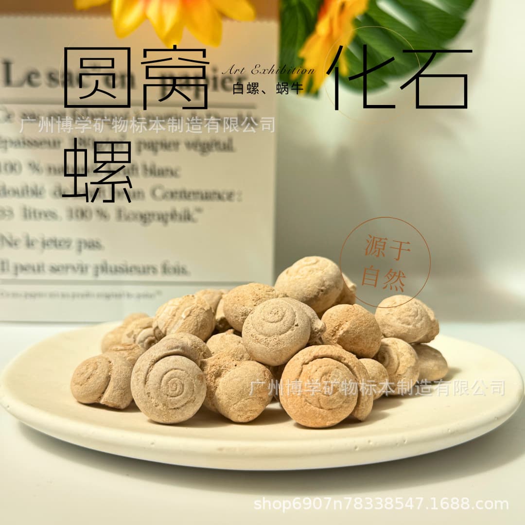 Original Factory Wholesale Paleontological Marine Gastropod White Round Snail Fossil Raw Stones Geological Science Teaching Specimens White Snail