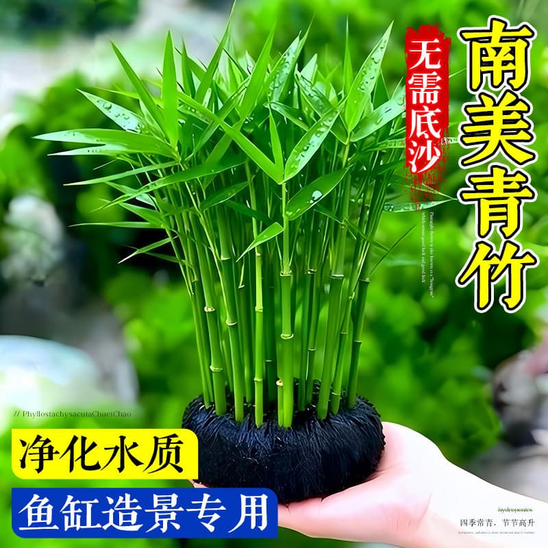 Bamboo Aquatic Plant Live Aquarium Plants for Fish Tank Water Purification Easy Care for Beginners Background