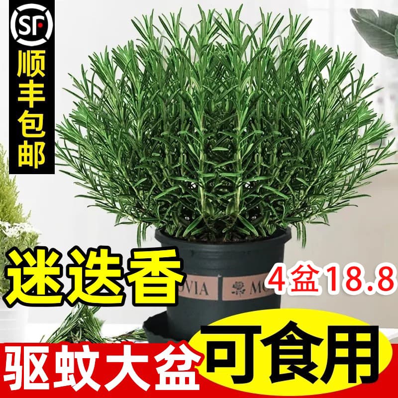 Potted Rosemary, Edible Fresh Large Thyme Plants, Used for Steak, Baking, Cake Decoration, Aromatic Herbs, Mosquito Repellent, Green Plants