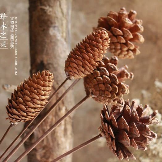 Pinecone Spruce Single Branch Pinecone Flower Arrangement Props, Plant Dried Flowers Nuts, Venue Decoration Retro Photography Props