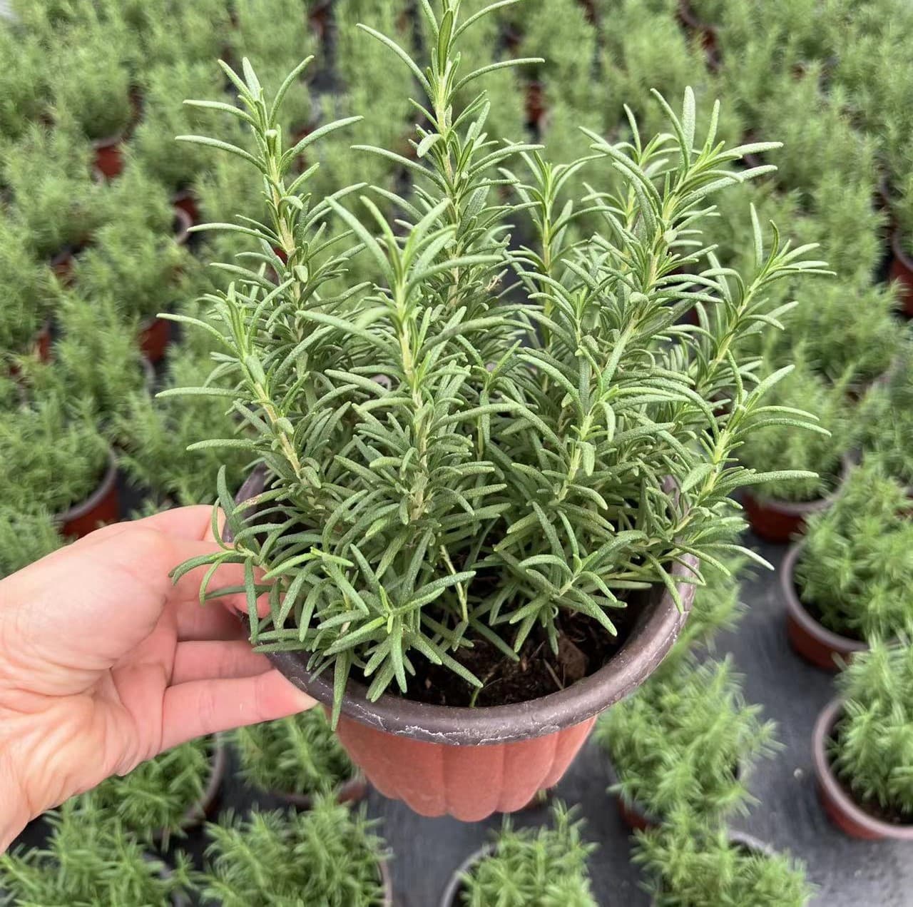 Rosemary bonsai, basil bonsai, thyme bonsai, a collection of edible herbs, lemongrass, basil