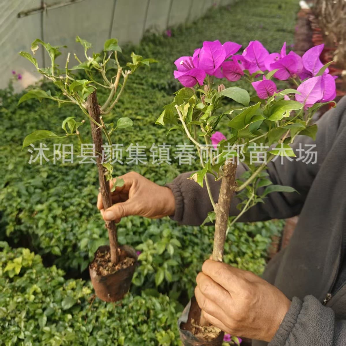 Wholesale Project Seedlings - Economical afforestation double-petaled bougainvillea potted plants with flowers, perennial flowering small bougainvillea seedlings.