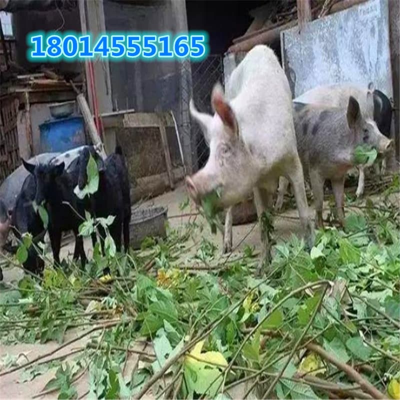 Raising pigs, sheep and cattle hybrid paper mulberry seedlings, planting hybrid paper mulberry seedlings in the north and south, tissue culture paper mulberry flower spikes in four seasons