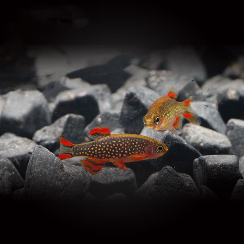 Live Firefinch Gold Diamond Fish Tropical Fish Pearl Light Galaxy Star Diamond Schooling Fish Ornamental Fish Farm Wholesale