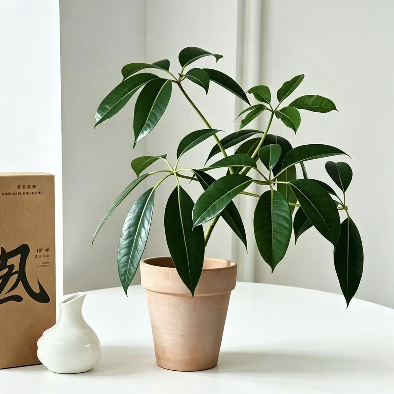 Large Leaf Umbrella Tree Desktop Potted Indoor Office Study Easy Care Shade Tolerant Foliage Greenery Four Seasons Evergreen Desktop Plant