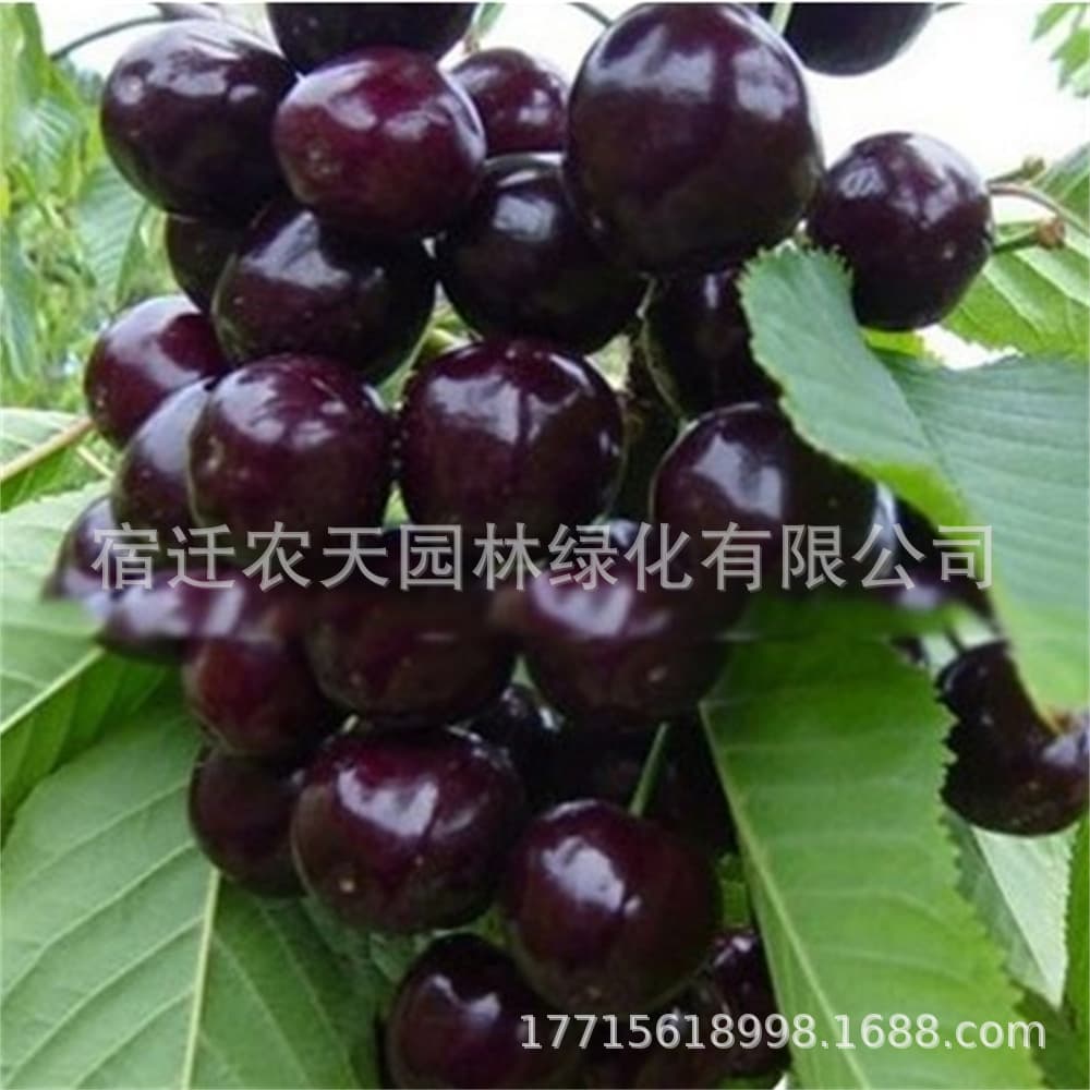 Black Pearl Cherry Tree Seedling Dwarf Potted Ground Planting Bearing North South Planting Extra Large Cherry Fruit Tree Seedling