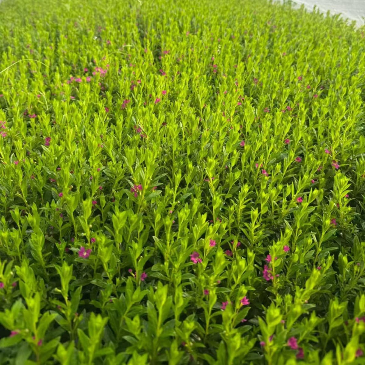 Gypsophila Cup Seedlings, Purple Gypsophila Plants Wholesale, Calyx Flower, Red Flower Gypsophila, Landscaping Seedlings Supply