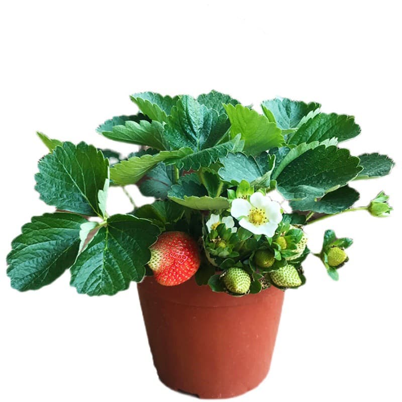 Four-Season Strawberry Seedlings Potted with Soil, Cream Strawberry Plants for Edible Use, Suitable for Northern and Southern Courtyards and Balcony Planting, Bearing Fruit in the Same Year