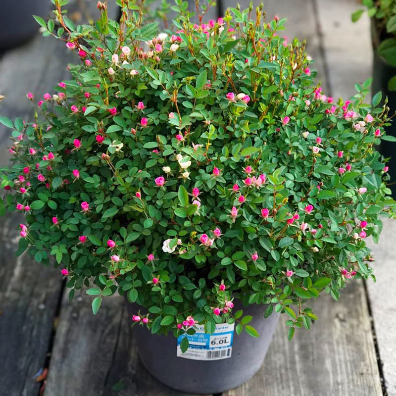 Miniature Rose, Floribunda Rose, Multi-Head Multi-Bloom, Mini Rose, Potted for Balcony, Blooms in All Seasons