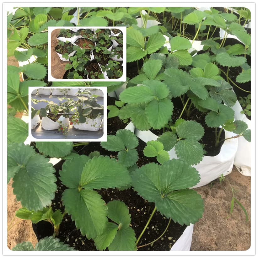 Farm Greenhouse Planting Bags, Fruit and Vegetable Cultivation Bags, Outer White Inner Black Substrate Bags, Seedling Bags, Insulation, Anti-Aging