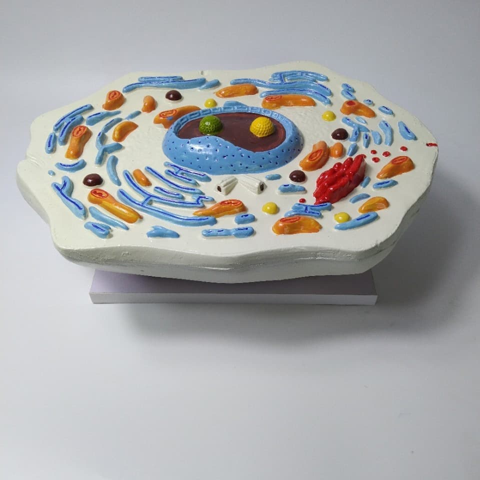 30409000102 animal cell model for middle school biology teaching, cell ultrastructure model.
