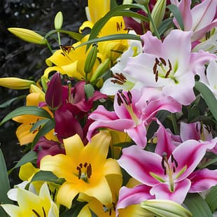 Imported Oriental Lily Bulbs with Buds, Blooming in All Seasons, Indoor Balcony Potted Flowering Plants, Easy to Care For