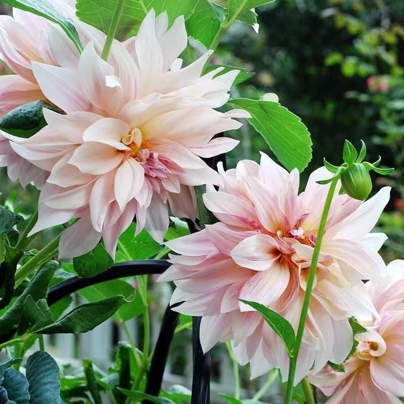 Dahlia seed bulb Dahlia giant flower milk coffee sweet potato flower bulb four seasons perennial flower potted plant