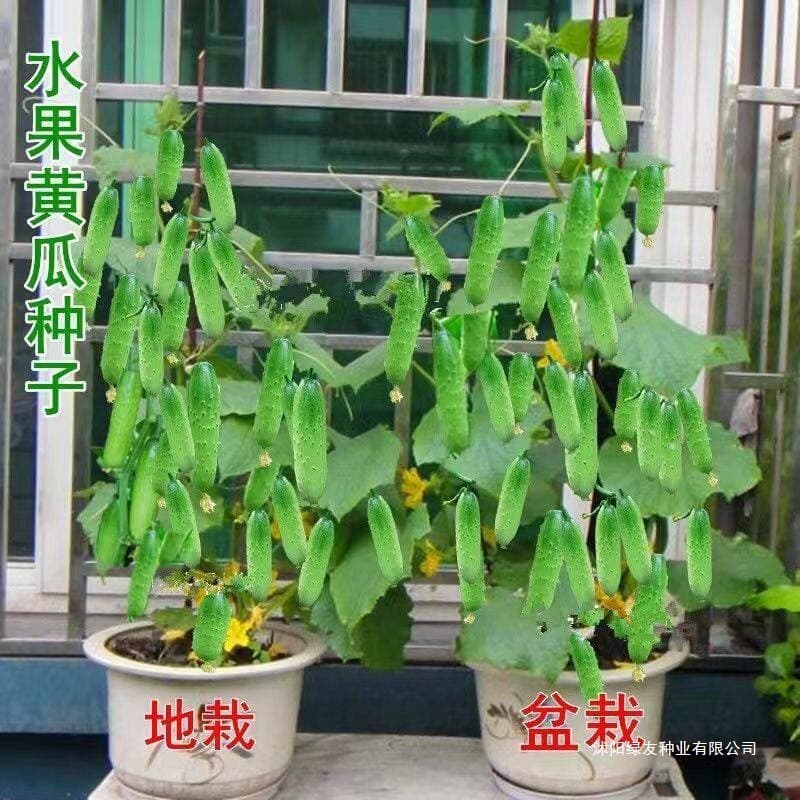 High-Yield Cucumber Seeds, Tip-Resistant, Spring and Autumn Cucumber Seeds, Dryland Seeds, Greenhouse and Balcony Vegetable Seeds, Four-Season Potted Plant Seeds