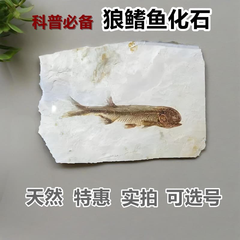 Natural Liaoxi Jurassic Lycoptera fish fossil fragments or complete paleontological fossil specimens for science display.