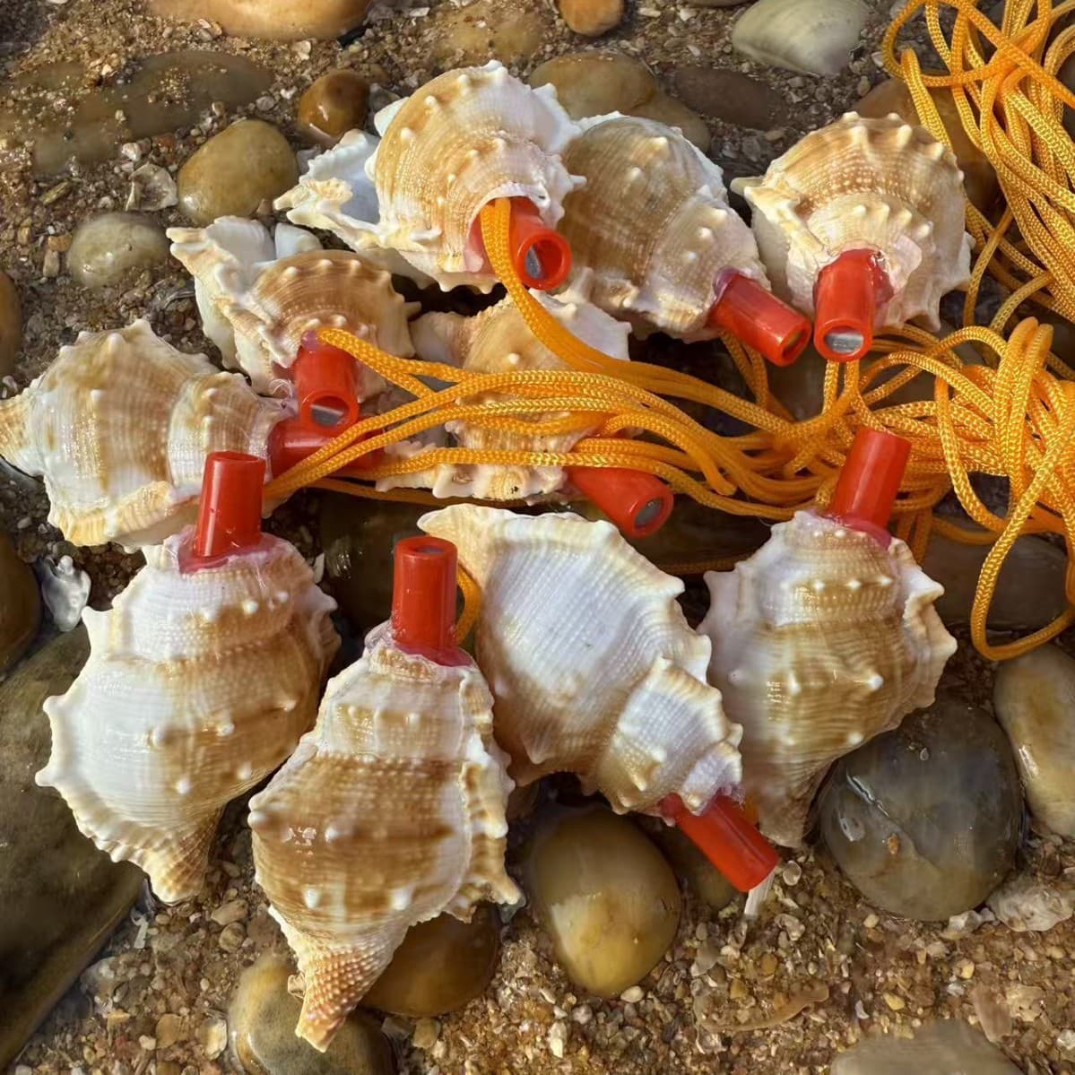 Conch Whistle Street Stall Night Market Supply Children's Toys Corner Shells Catch the Sea Travel Souvenirs No. Small Conch No.