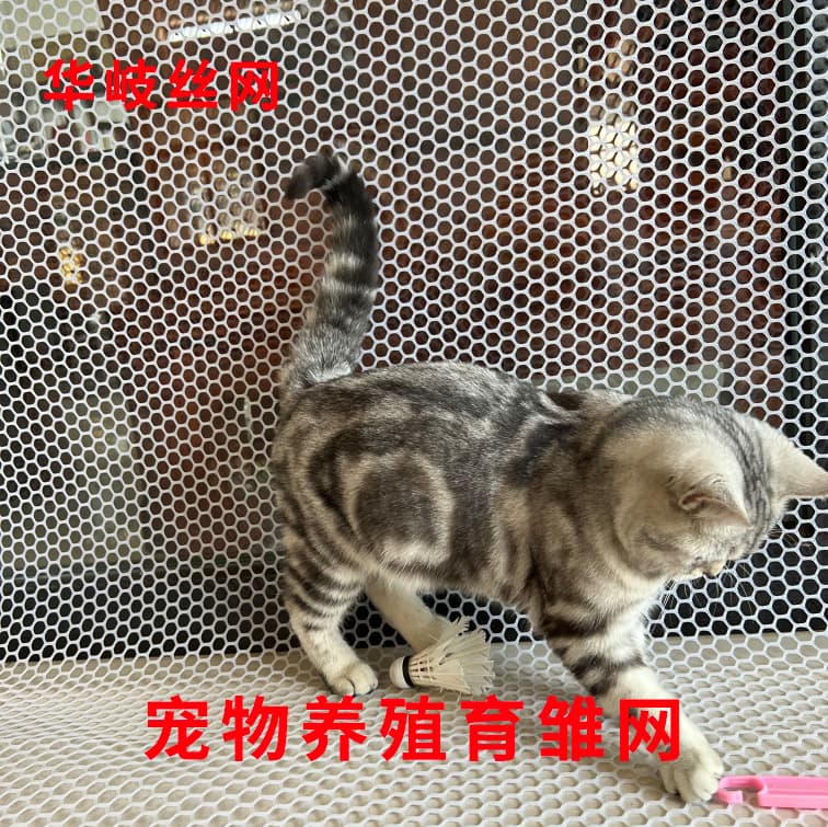 Wholesale Plastic Netting High-Quality Material Pet Cage Chicken Duck Goose Brooding Net Pet Farming Plastic Net