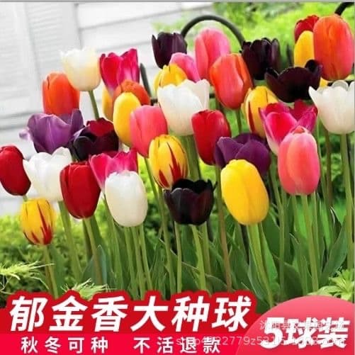 Hydroponic Tulip Bulbs Large 5-Degree Bulbs Soil-Grown Tulip Bulbs Cold-Resistant Winter Blooming Easy to Grow
