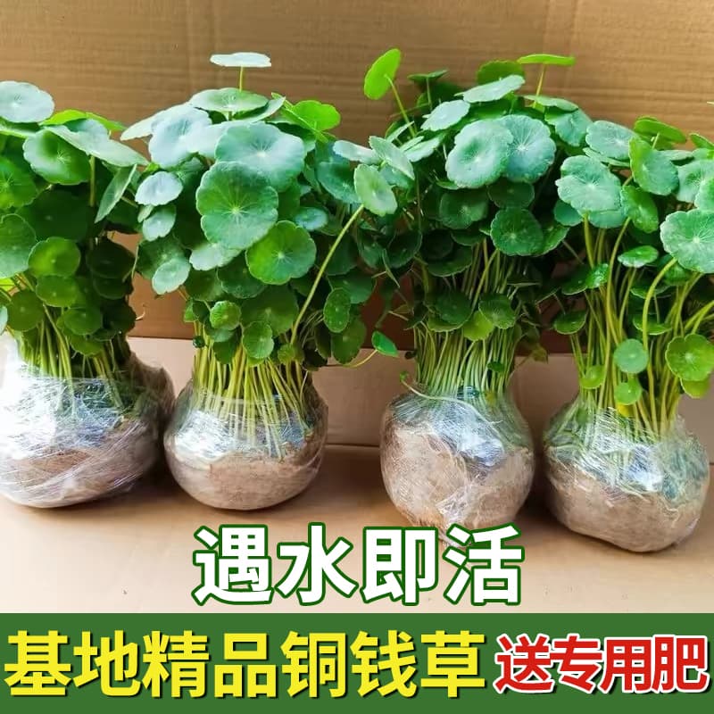 Pennywort Hydroponic Plant Large Leaf Water Cultivation Fish Tank Green Plant Money Grass Small Aquatic Plant Living Room Indoor and Outdoor Flowers