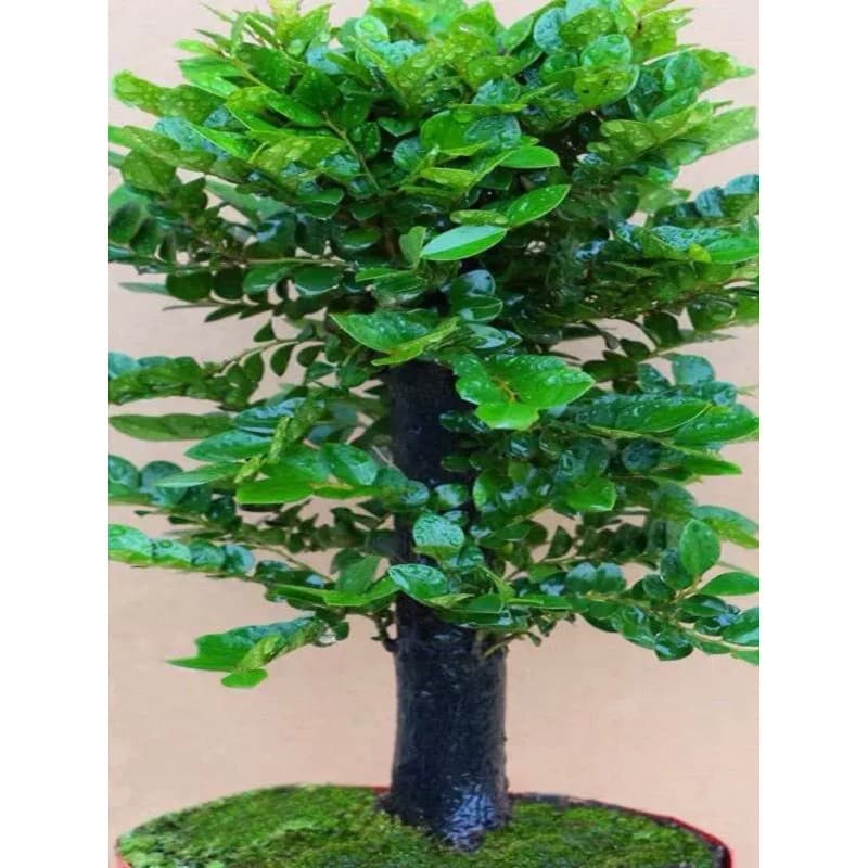 Small-Leaf Rosewood Bonsai Tree Stump Plant, Flower Potted Plant, Office Greenery, Hardy and Evergreen All Year Round