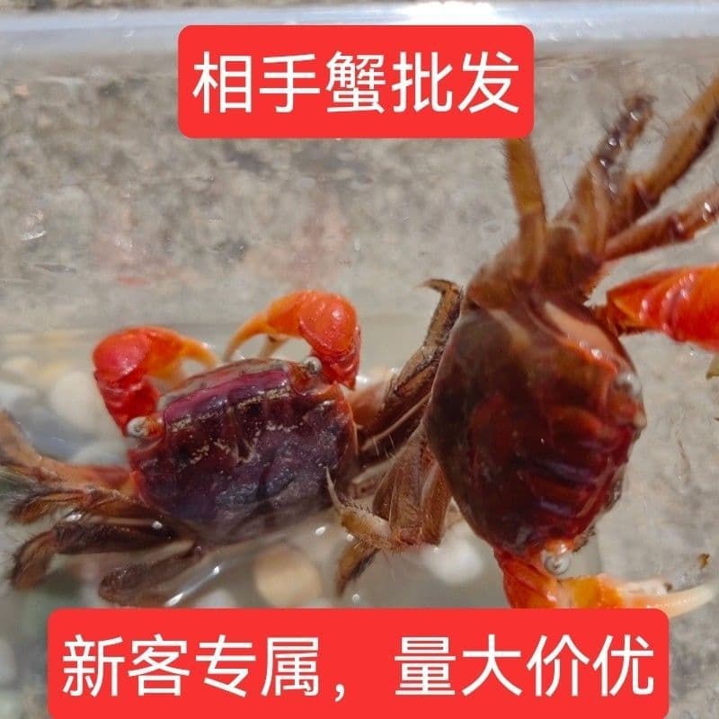 Fiddler Crab, Pet Small Crabs, Live Reptile Pets, Aquarium Ornamental Crab, Native Freshwater Crab, Stall Wholesale Companion Crab