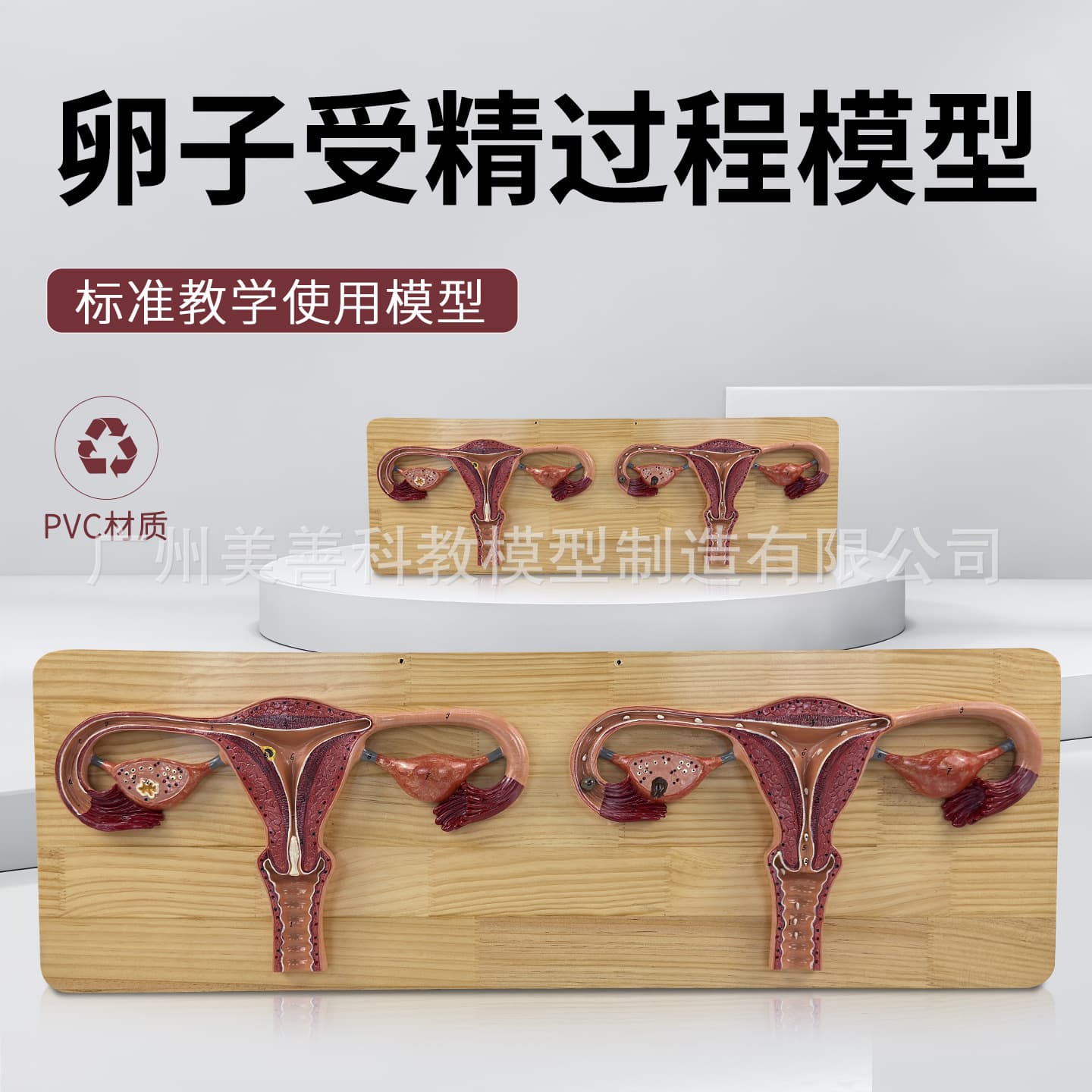 Medical egg fertilization process enlarged anatomical model uterus ovary fertilized egg reproductive department family planning display model