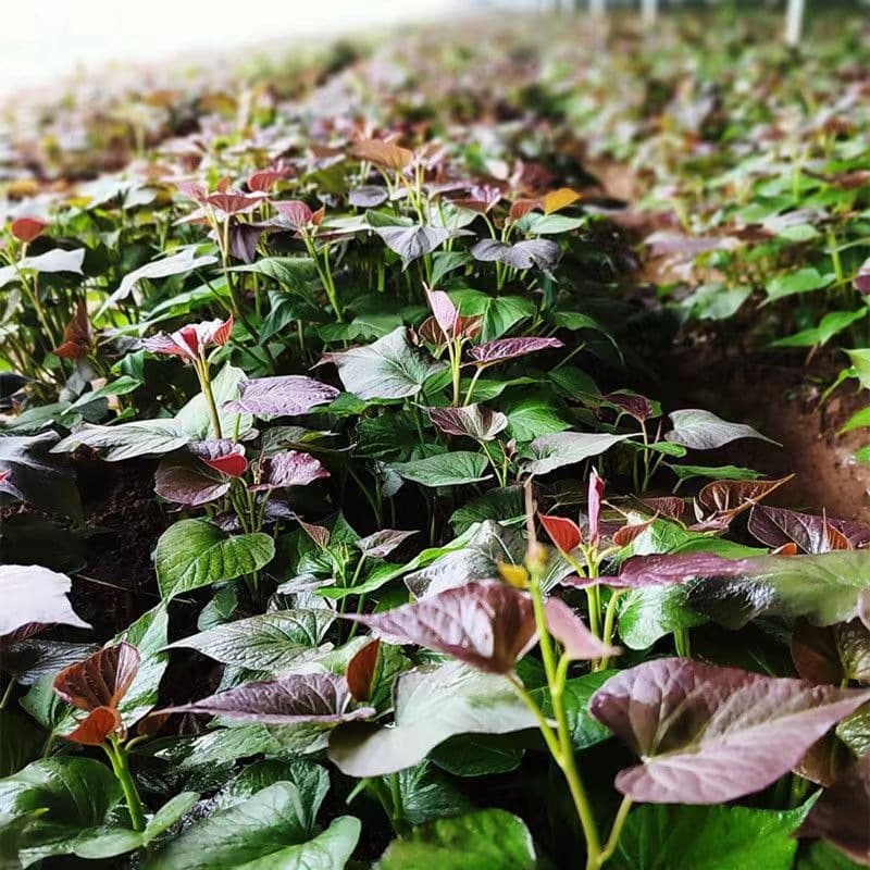 Sweet Potato Seedlings Shandong Yanshu 25 Honey Sweet Potato Seedlings Watermelon Red Purple Sweet Potato Chestnut Yam Sweet Potato Vine Seedlings