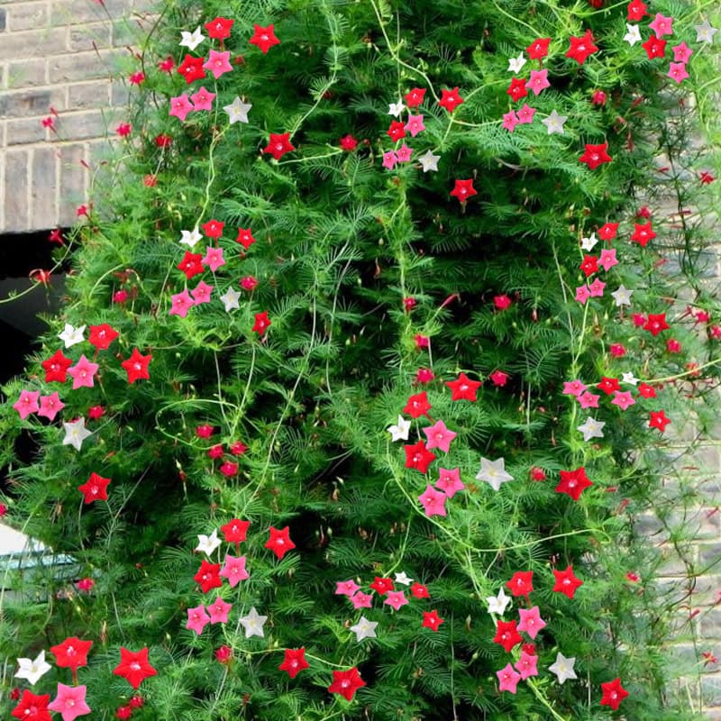 Cypress Vine Seeds Climbing Plant Four Seasons Sowing Blooming Star Flower Seeds Garden Flower Seeds