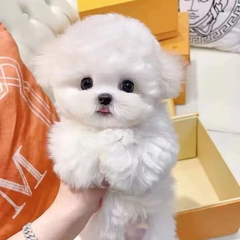 Purebred Teddy Animal Puppy Live Teacup Dog Teddy Dog Poodle Young Family Pet Dog Small Breed