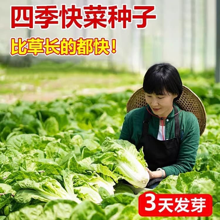Creamy Fast Cabbage Seeds, Purple Baby Cabbage, Four-Season Cold-Tolerant Fast-Growing Balcony Potted Vegetable Seeds Collection