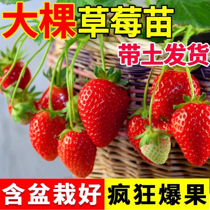 Strawberry seedlings, four-season cream, strawberry, potted soil and leaves, ground planting, north and south planting, balcony edible sweet king fruit