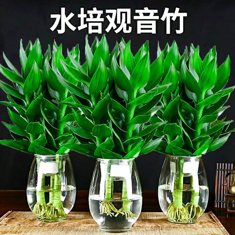 Lucky Bamboo Water Plant with Roots, Indoor Potted Green Plants, Transshipment Bamboo with Vase, Easy to Grow