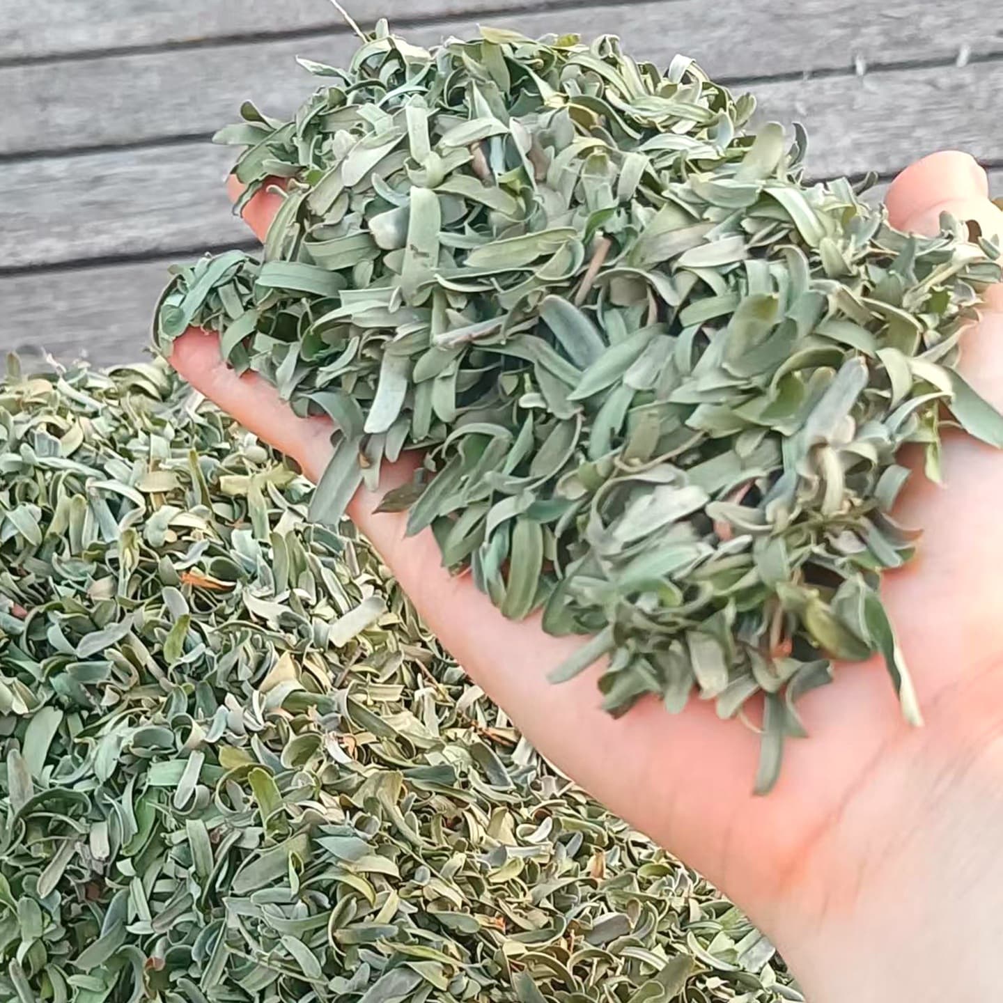 New Wild Phyllanthus Emblica Leaves 2024 Yu Gan Ye Yu Gan Zi Ye Pillow Filling Material Niu Gan Ye