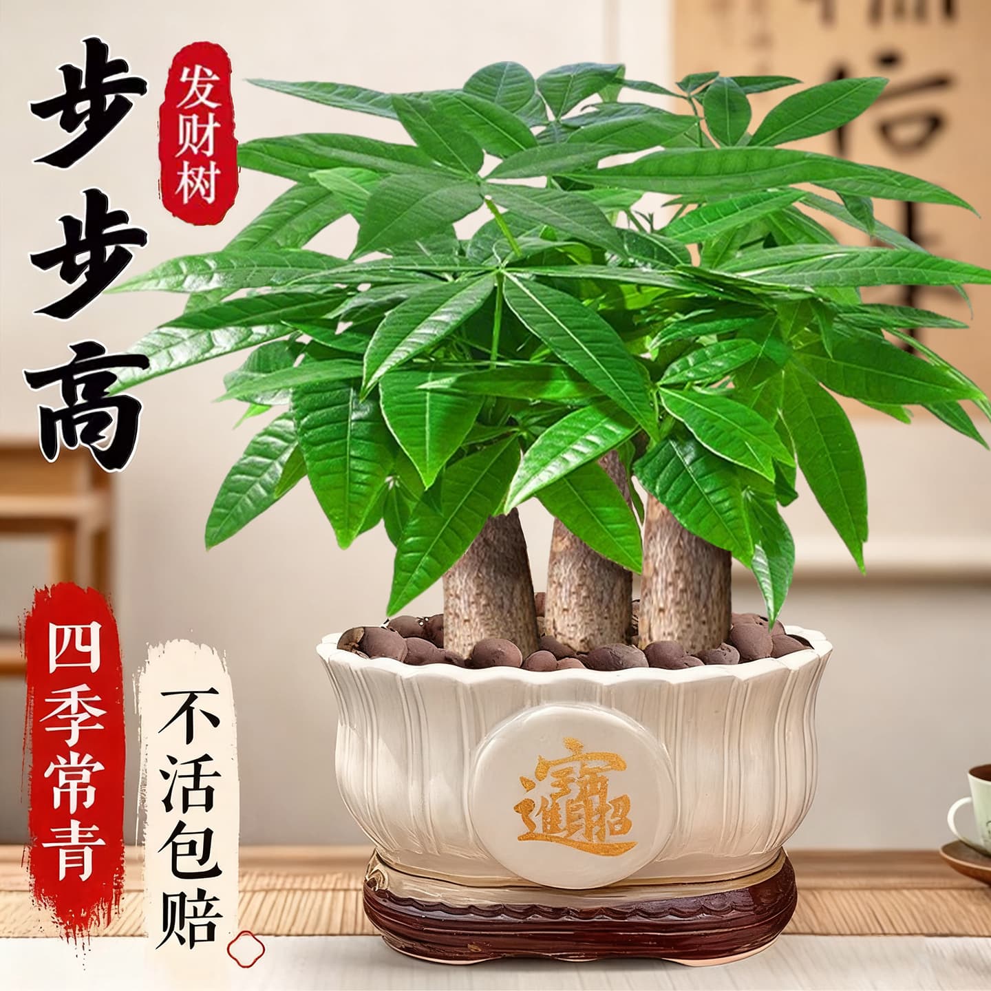 Money Tree Potted Plant Indoor Feng Shui Plant for Living Room Office Desk Greenery Four Seasons Easy Care Housewarming Gift New