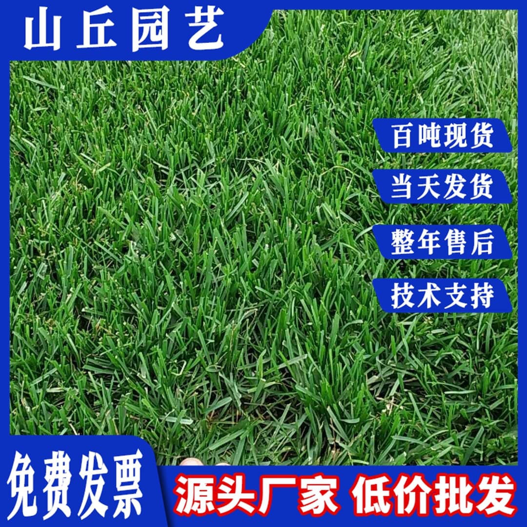 Blue Label Perennial Ryegrass Cool-Season Lawn Seed, Winter Green Lawn Grass Seed for Courtyard and Slope Protection