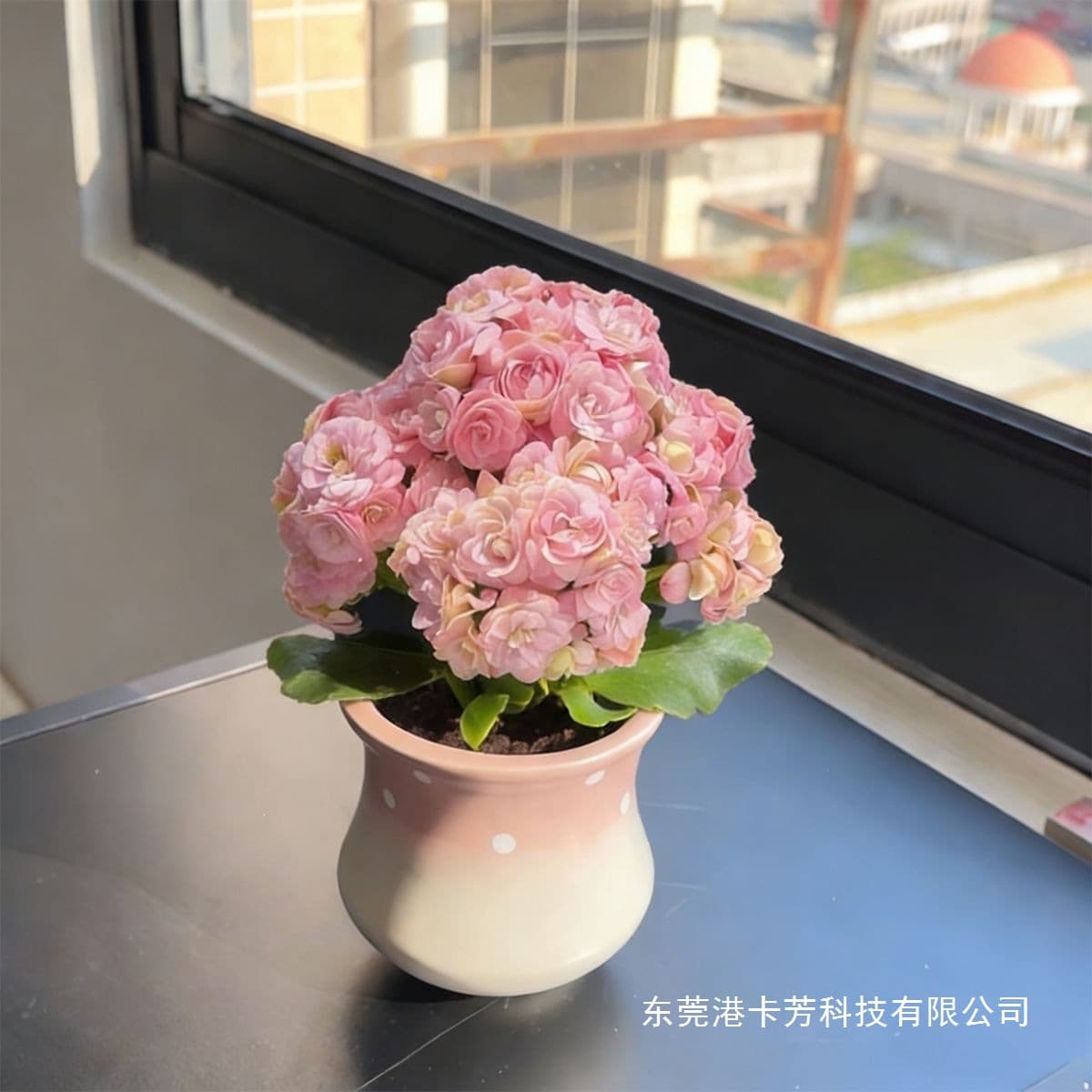 Haitianxia Kalanchoe Pink with Buds and Blooms Succulent Balcony Greenery Flowering Plant Easy Care Small Potted Plant